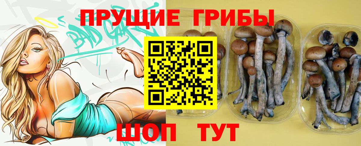 Карпинск  Галлюциногенные грибы Psilocybine cubensis  Вход с VPN 
